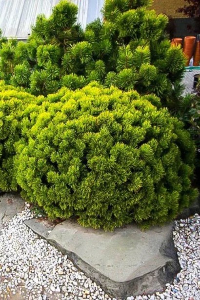 Карстенс Вінтерголд – декоративна сосна.